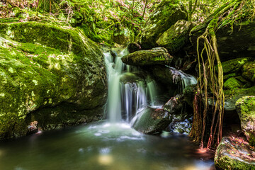 Poster - small waterfall in the forest