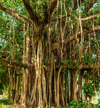 Banyan Or Banian Is A Fig That Begins Its Life As An Epiphyte. Ficus Benghalensis Or Indian Banyan Specifically Denominates Banyan Species  & Also The National Tree Of The Republic Of India.