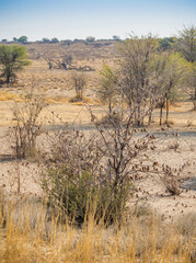 Canvas Print - Cape Sparrows in the Kalahari