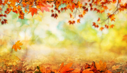 orange fall leaves, autumn natural background with maple trees