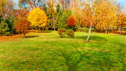 autumn trees at backyard and garden