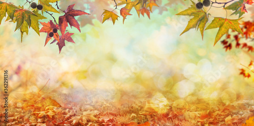 Fotomural orange fall leaves, autumn natural background with maple trees