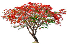 Tree Isolated Of Flame Tree On White Background.