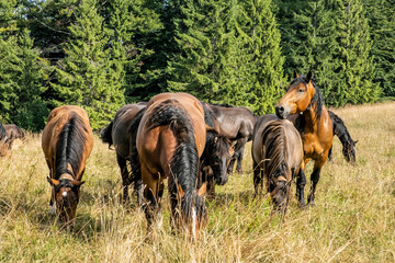 Wall Mural - Wild horses, Muran plain, Slovakia