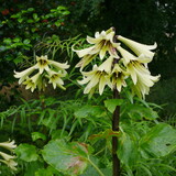 Fototapeta Kwiaty - cardiocrinum giganteum var yunnanenseb giant lily plant