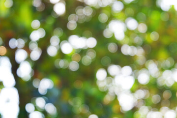 white bokeh blur background from under tree