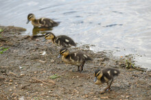 Four Mallard Ducklings In A Row, Waddling Out Of A Lake.