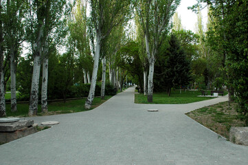 Wall Mural - alley in the park