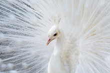 Beautiful White Peacock Close Up