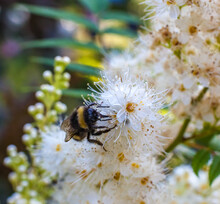 Bumblebee On White Flowers Fieldfare English Closeup