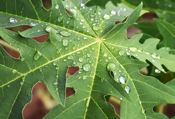 Wall Mural - green leaf background