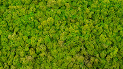 green moss background texture Wallpaper