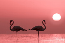 Wild African Birds. Silhouette Of Two Flamingos Stands In A Lagoon Against A Background Of Golden Sunset And Bright Sun