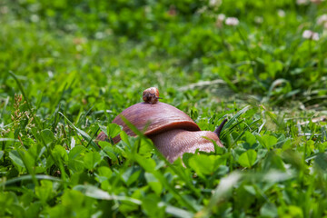 Two snails, a small one sitting on the shell of a large one. The concept of friendship and mutual assistance. A maroon snail (Helix pomatia) crawls in close-up on the green grass.