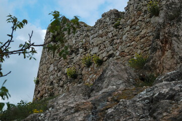 Wall Mural - tree on the rock