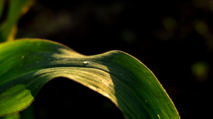 Wall Mural - a corn in the sunset