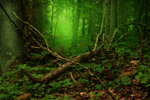 Mysterious Green Mist And Glow In Old Forest With Broken Branches Lying On The Ground