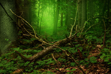 Wall Mural - Mysterious green mist and glow in old forest with broken branches lying on the ground