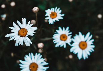 Wall Mural - Soft focus large white daisies in dark tinting. Beautiful natural background.