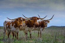 Texas Longhorn Cattle In Range Land On The Oklahoma Panhandle, About 50 Miles West Of Woodward.