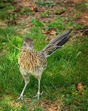 Close Up Roadrunner Carrying Stick