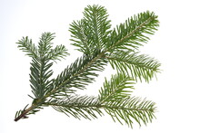 Nordmann Fir Tree Needle Conifer Evergreen Branch