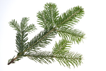 nordmann fir tree needle conifer evergreen branch