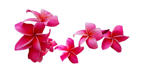 Wall Mural - Red plumeria flowers blooming isolated on white background with clipping path or make selection. Beauty in nature, Tropical plant and Bouquet 