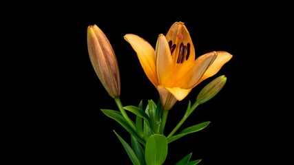 Wall Mural - Beautiful orange Lily flower buds blooming timelapse, extreme close up. Time lapse of fresh Lilly opening closeup. Isolated on Black background. 4K UHD