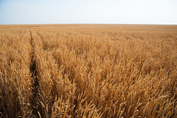 Golden wheat field and sunny day