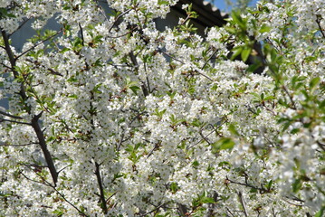 Canvas Print - cherry tree blossom