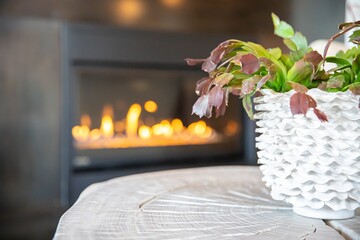 Plant and fireplace in home.