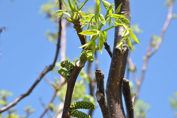 Wall Mural - green leaves on a blue sky