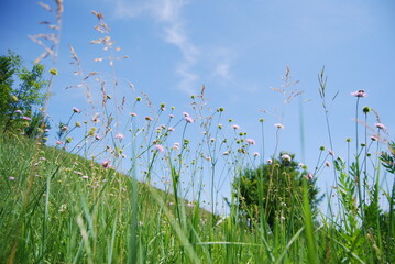 Wall Mural - grass and sky