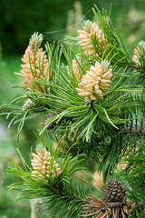 Wall Mural - Blooming buds of pine cones and green needles on the branches of a pine tree. Nature background.