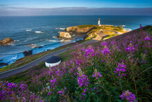 Fields Of Fireweed Are Blooming On The Approach To The Yaquina Head Lighthouse, Just North Of Newport, Oregon.