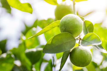 Green lemon lime on tree in garden,Fresh lime green on the tree with light bokeh background