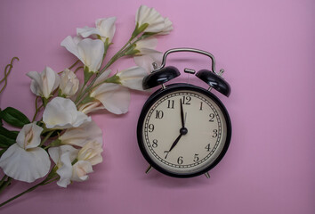 alarm clock and delicate white flowers on a pink background. View from above. A time of love and congratulations.