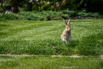 jack rabbit in the grass looking blissful zen like