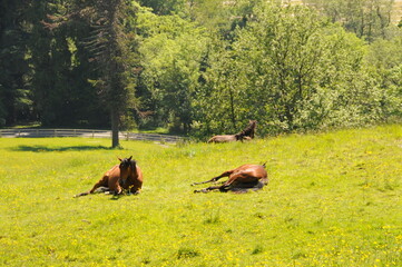 resting horses