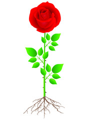 Wall Mural - red rose with roots and green leaves on a white background.