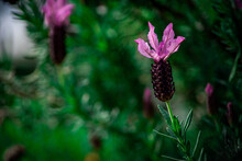 Pink Flowers On A Green Background