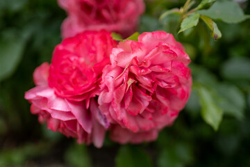 Canvas Print - pink flower macro photo on a background of greenery