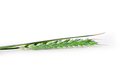 Green wheat isolated on a white background.