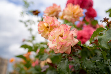 Canvas Print - pink rose flowers macro photo on blurred background