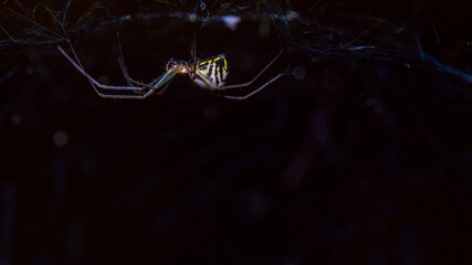 Spider
