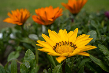 Canvas Print - Macro photo of a flower round yellow-orange on a blurry background