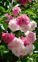 Wall Mural - colorful roses in the garden