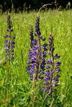 Lupins In Close Up On A Green Meadow