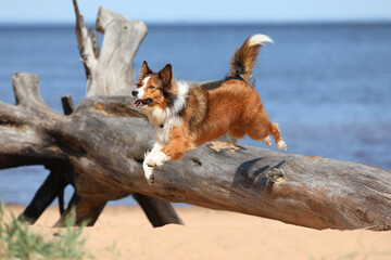 Sable border collie jumping over the tree